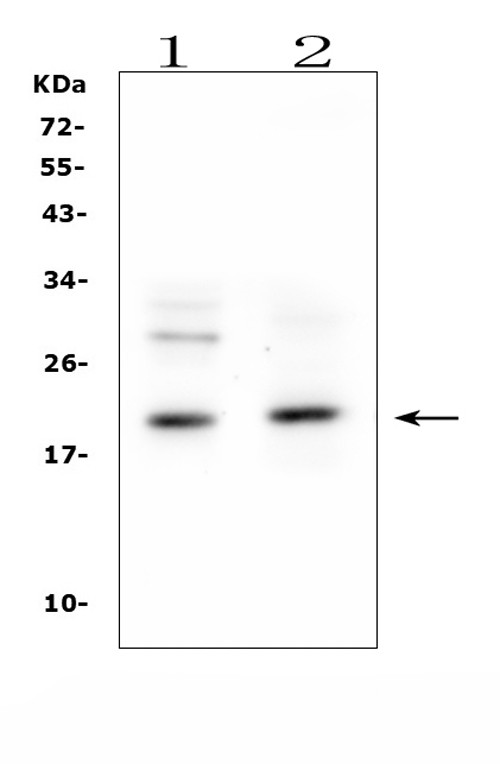 IL1RA Antibody in Western Blot (WB)