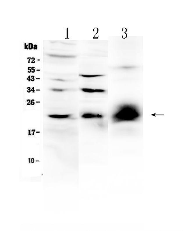 IL-22 Antibody in Western Blot (WB)