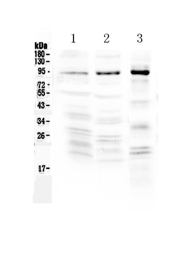 NPAS2 Antibody in Western Blot (WB)