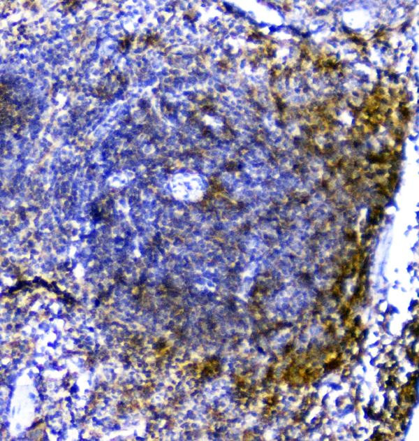 TRAIL Antibody in Immunohistochemistry (Paraffin) (IHC (P))