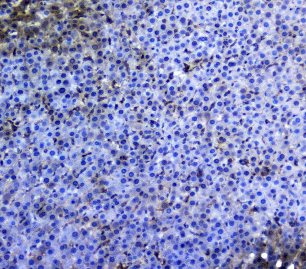 TRAIL Antibody in Immunohistochemistry (Paraffin) (IHC (P))