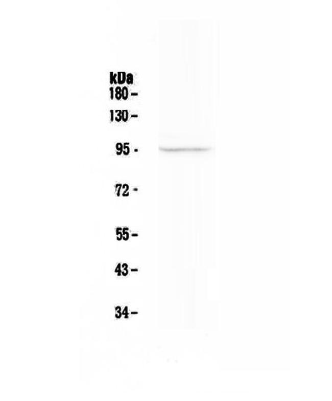 FAP Antibody in Western Blot (WB)