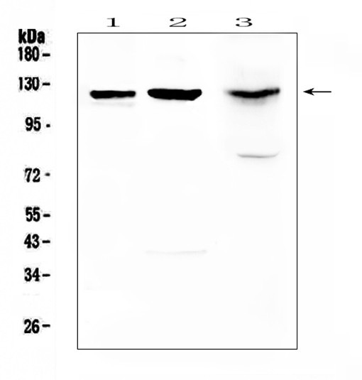 MUC1 Antibody in Western Blot (WB)