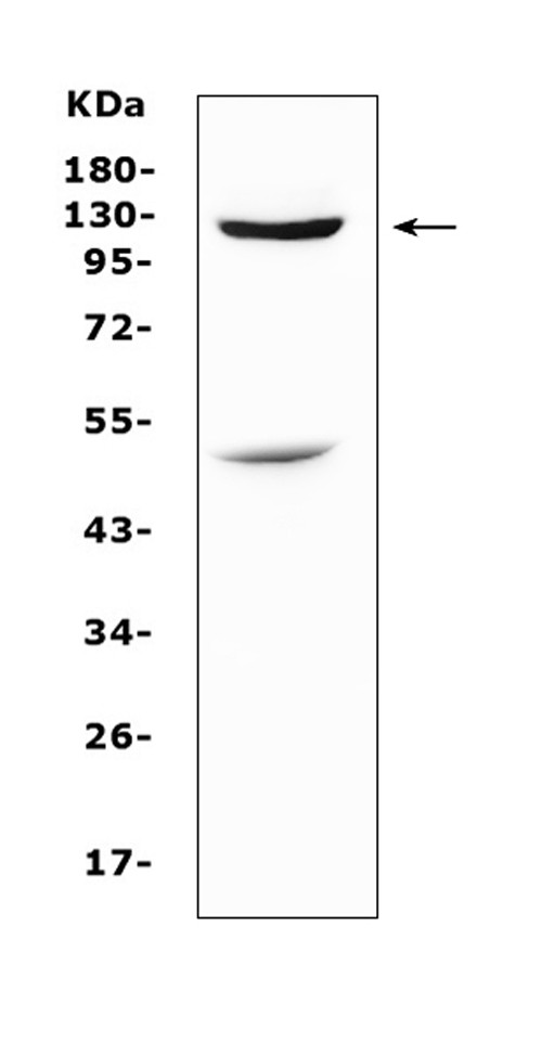 MUC1 Antibody in Western Blot (WB)