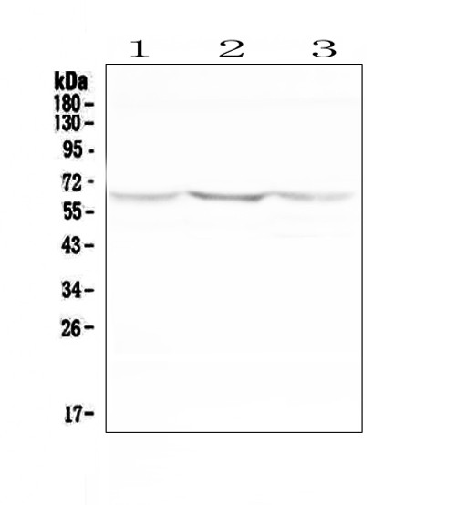 NOX2 Antibody in Western Blot (WB)