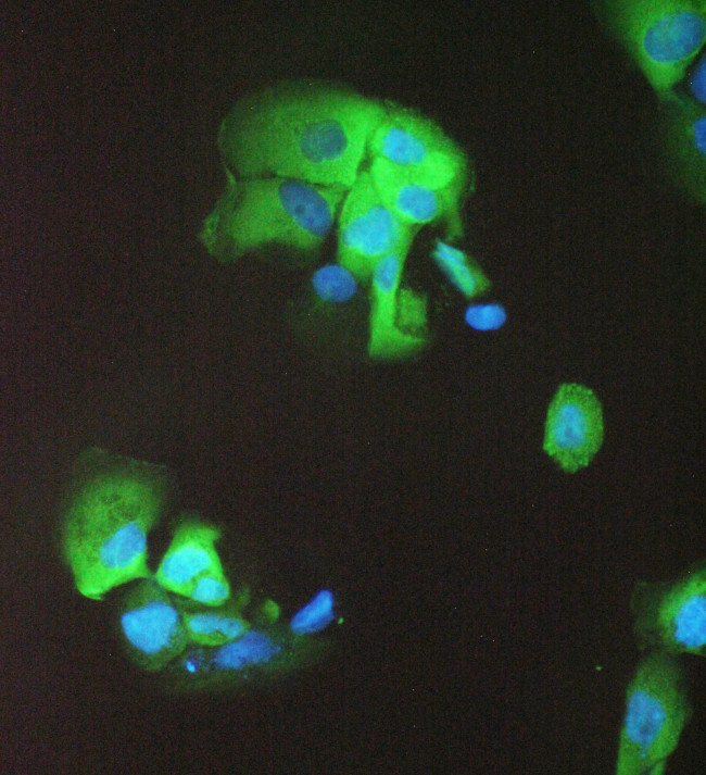 14-3-3 sigma Antibody in Immunocytochemistry (ICC/IF)