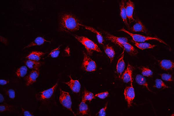 cIAP1 Antibody in Immunocytochemistry (ICC/IF)