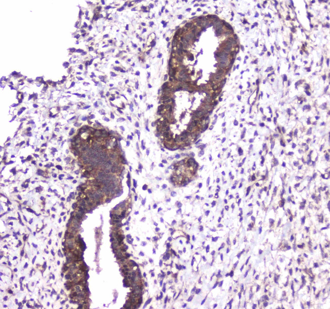 Caspase 4 Antibody in Immunohistochemistry (Paraffin) (IHC (P))