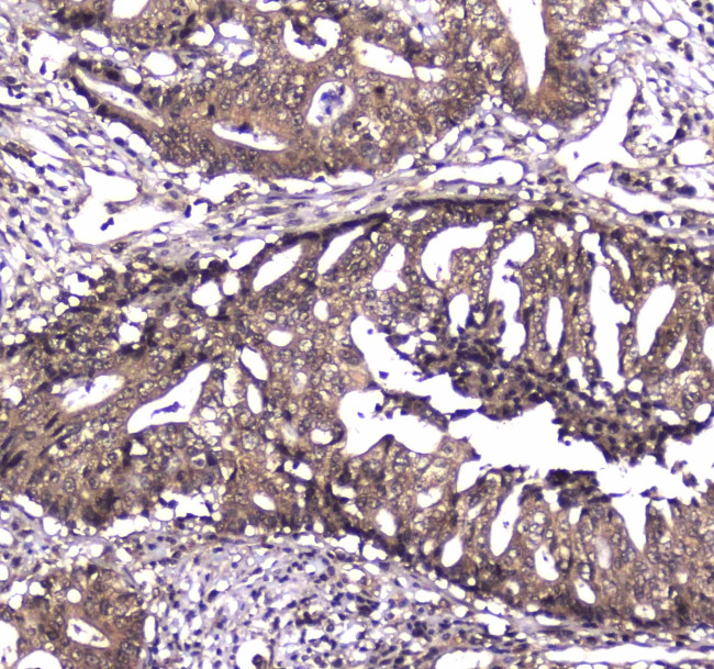 Caspase 4 Antibody in Immunohistochemistry (Paraffin) (IHC (P))