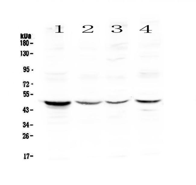 Caspase 4 Antibody in Western Blot (WB)