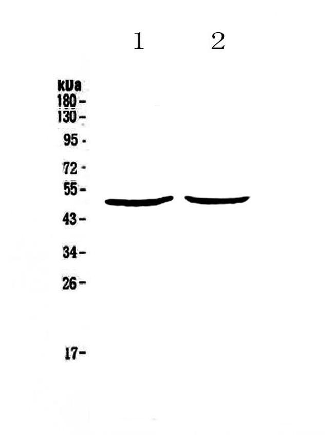 Urokinase Antibody in Western Blot (WB)