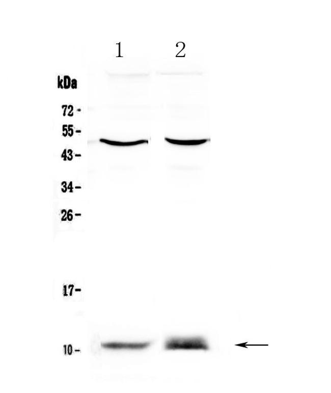 S100A10 Antibody in Western Blot (WB)