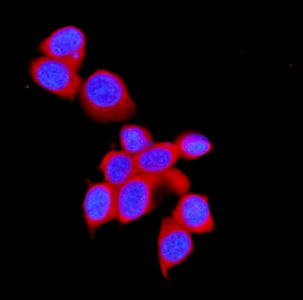 STUB1 Antibody in Immunocytochemistry (ICC/IF)