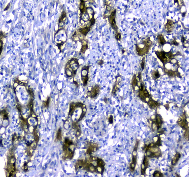 STUB1 Antibody in Immunohistochemistry (Paraffin) (IHC (P))