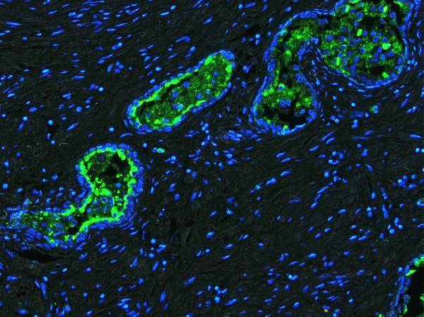 Lactoferrin Antibody in Immunohistochemistry (Paraffin) (IHC (P))