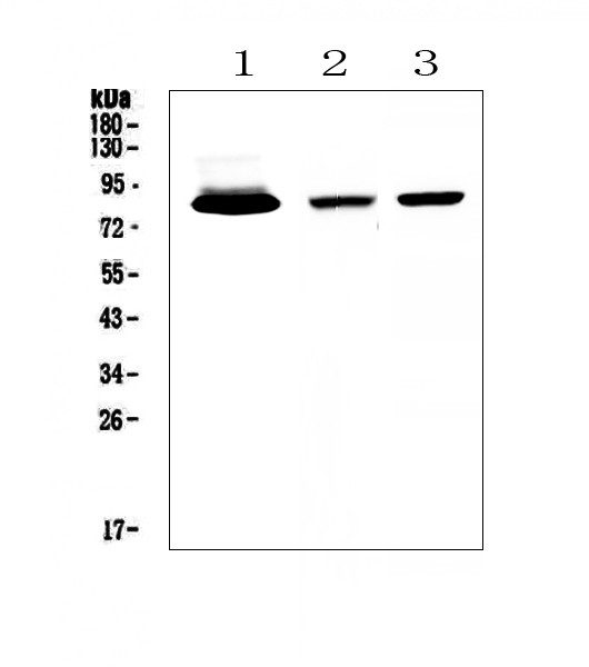 Lactoferrin Antibody in Western Blot (WB)