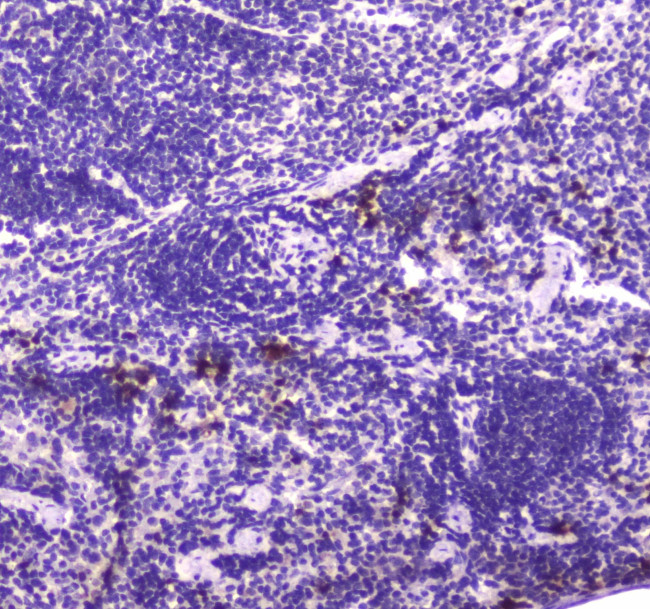 Lactoferrin Antibody in Immunohistochemistry (Paraffin) (IHC (P))