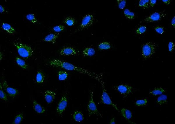 AMPK alpha-1 Antibody in Immunocytochemistry (ICC/IF)