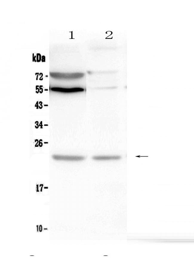 LMO2 Antibody in Western Blot (WB)