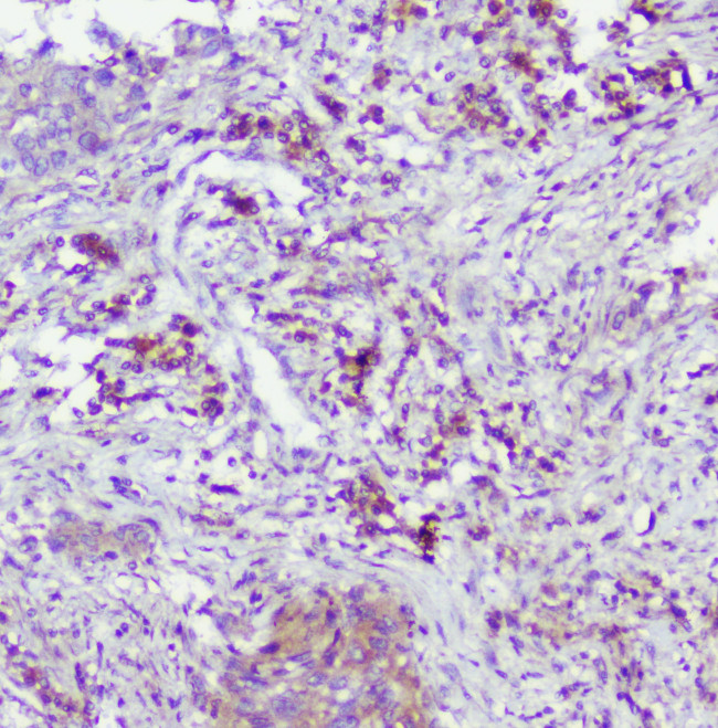 Caspase 2 Antibody in Immunohistochemistry (Paraffin) (IHC (P))