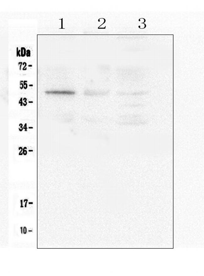 Caspase 2 Antibody in Western Blot (WB)