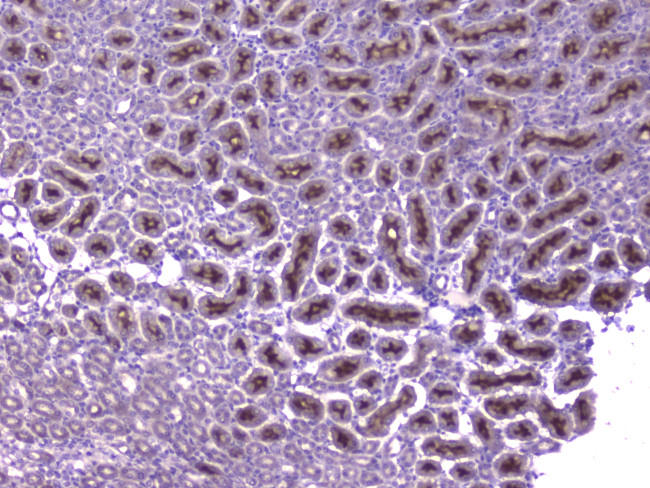 MCP-2 Antibody in Immunohistochemistry (Paraffin) (IHC (P))