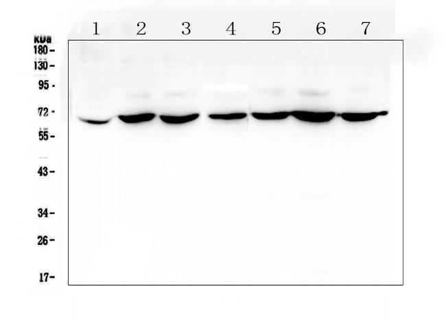 CD1b Antibody in Western Blot (WB)