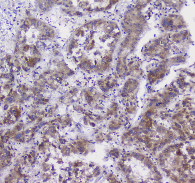 Properdin Antibody in Immunohistochemistry (Paraffin) (IHC (P))