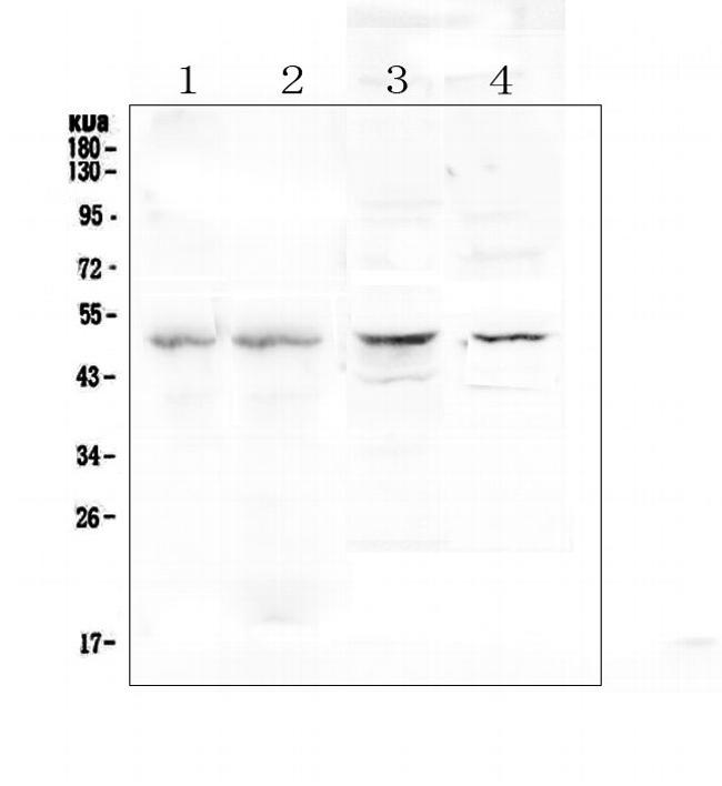 Properdin Antibody in Western Blot (WB)