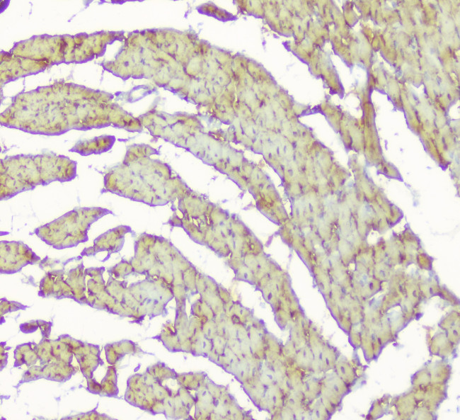 Creatine Kinase MM Antibody in Immunohistochemistry (Paraffin) (IHC (P))