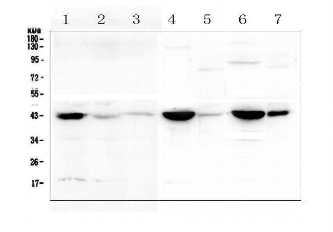 Creatine Kinase MM Antibody in Western Blot (WB)