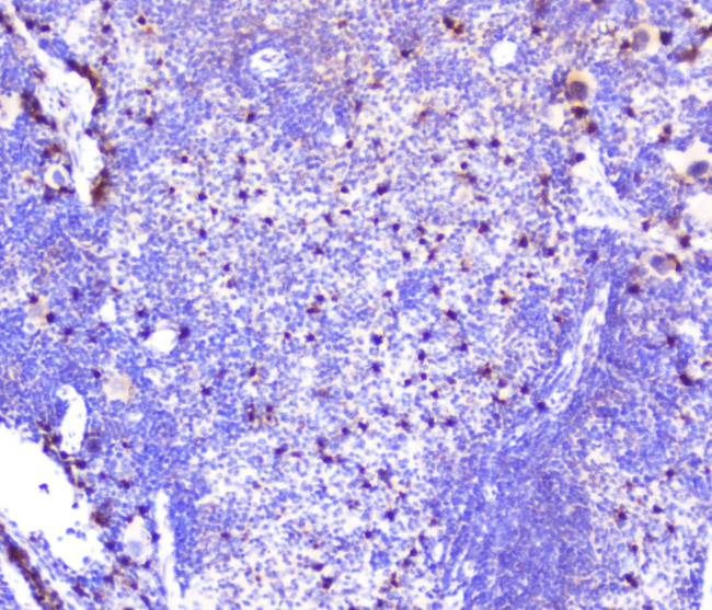 CXCL12 Antibody in Immunohistochemistry (Paraffin) (IHC (P))