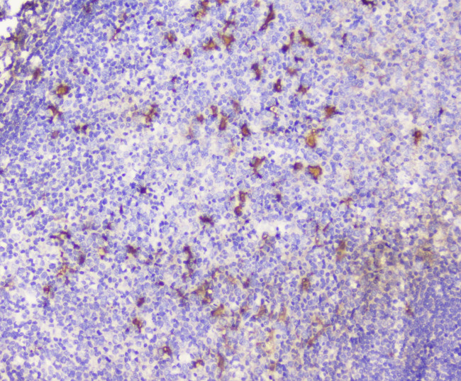 CXCL12 Antibody in Immunohistochemistry (Paraffin) (IHC (P))