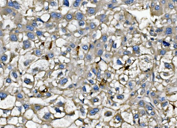 CXCL12 Antibody in Immunohistochemistry (Paraffin) (IHC (P))