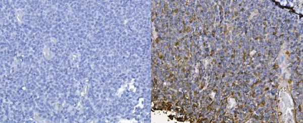 CXCL12 Antibody in Immunohistochemistry (Paraffin) (IHC (P))