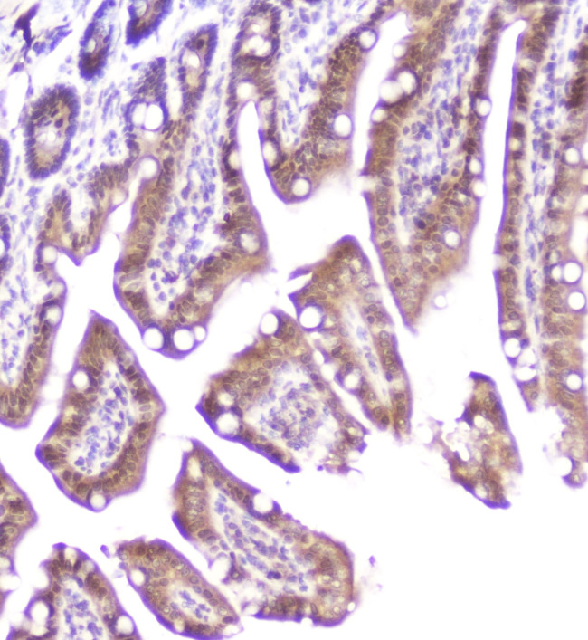 DDT Antibody in Immunohistochemistry (Paraffin) (IHC (P))