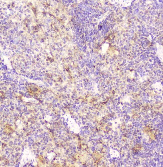 DDT Antibody in Immunohistochemistry (Paraffin) (IHC (P))