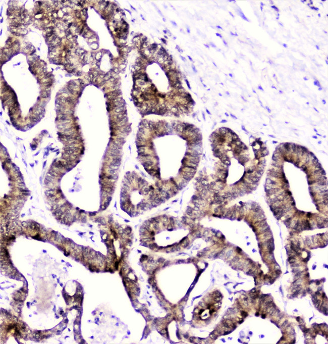 DDT Antibody in Immunohistochemistry (Paraffin) (IHC (P))