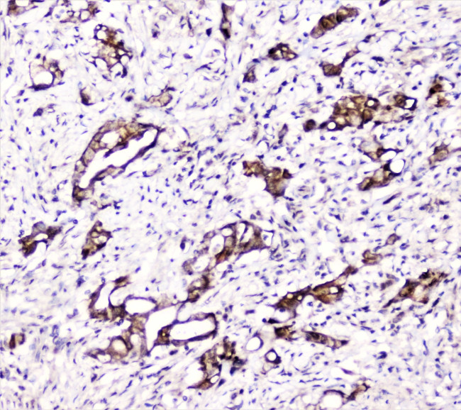 DDT Antibody in Immunohistochemistry (Paraffin) (IHC (P))