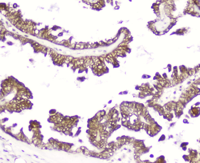 DDT Antibody in Immunohistochemistry (Paraffin) (IHC (P))