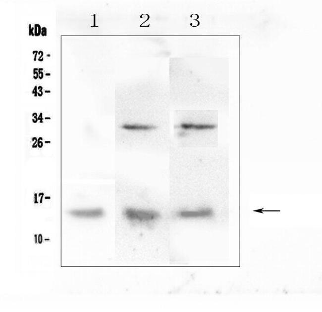 DDT Antibody in Western Blot (WB)