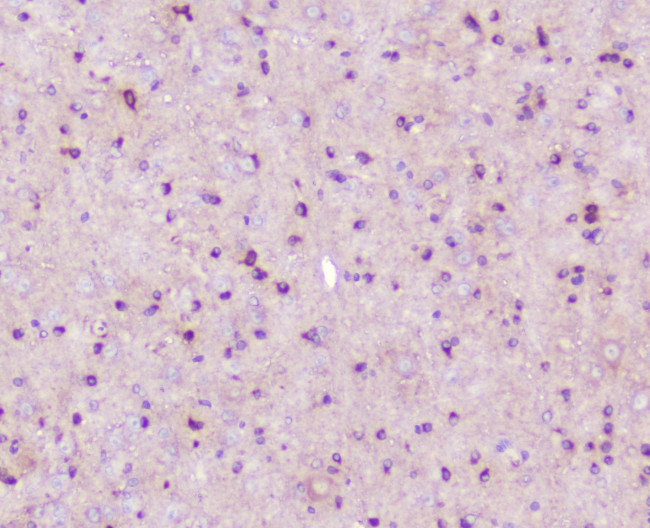 ELAVL2 Antibody in Immunohistochemistry (Paraffin) (IHC (P))