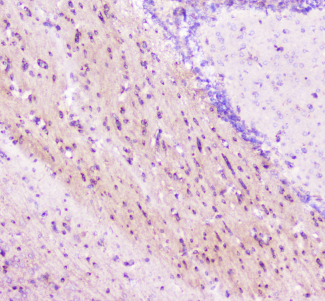 ELAVL2 Antibody in Immunohistochemistry (Paraffin) (IHC (P))