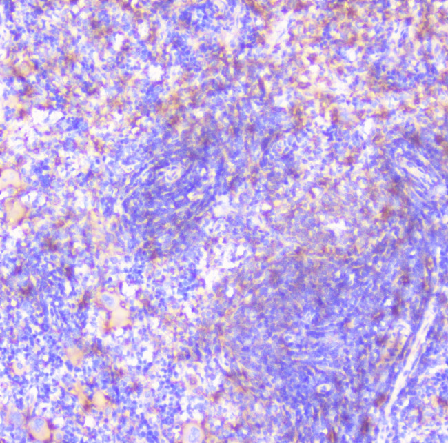 FCGR2A Antibody in Immunohistochemistry (Paraffin) (IHC (P))