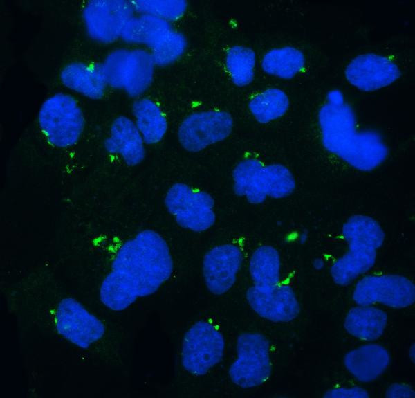 GOLPH3 Antibody in Immunocytochemistry (ICC/IF)