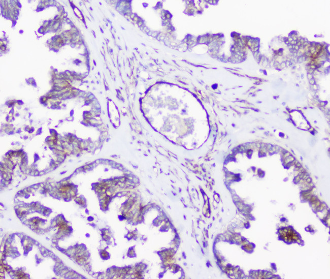 SHIP2 Antibody in Immunohistochemistry (Paraffin) (IHC (P))