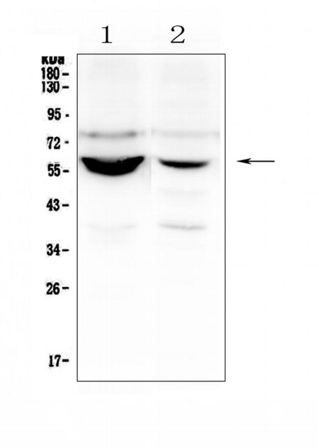 NOVA1 Antibody in Western Blot (WB)