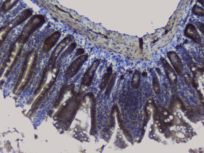 NRF1 Antibody in Immunohistochemistry (Paraffin) (IHC (P))