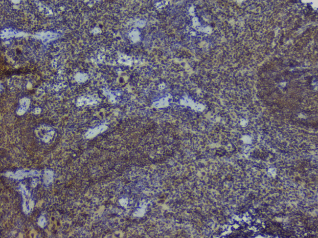 NRF1 Antibody in Immunohistochemistry (Paraffin) (IHC (P))