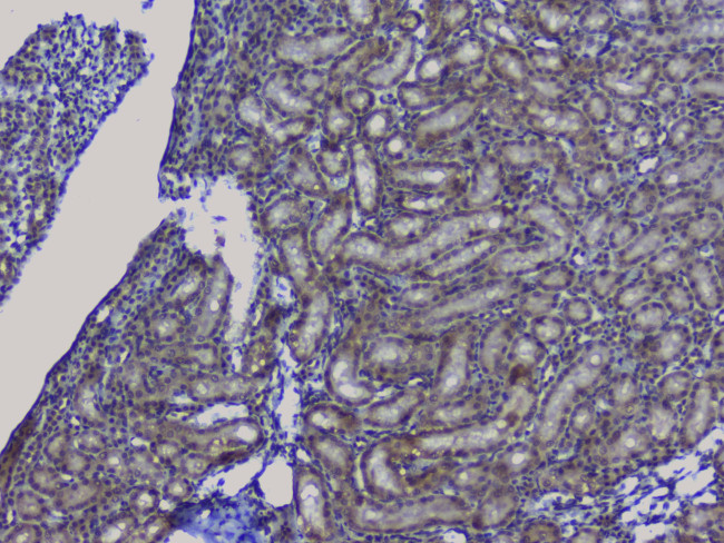 NRF1 Antibody in Immunohistochemistry (Paraffin) (IHC (P))